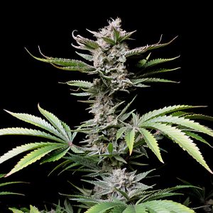 Cherry Cola Auto - FastBuds - Autoflowering Samen