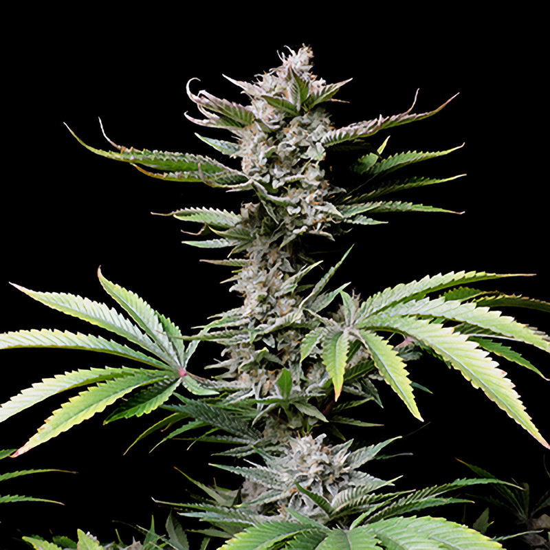 Cherry Cola Auto - FastBuds - Autoflowering Samen