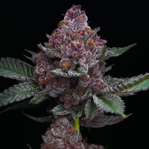 Cherry Poppers - Barney's Farm - feminisierte Samen