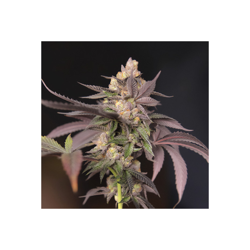 CherryTini reguläre Cannabissamen, Ansicht 2