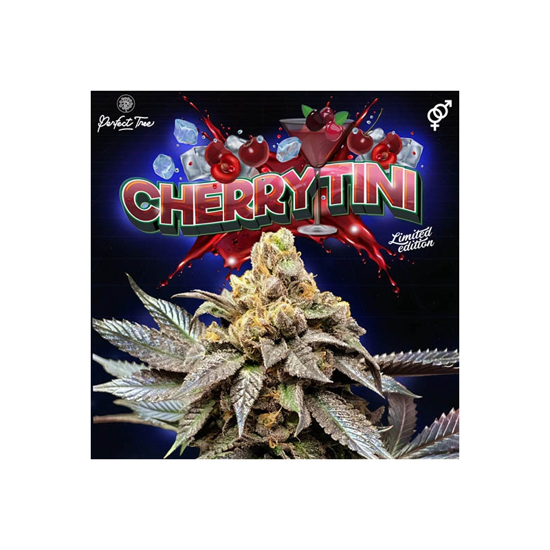 CherryTini reguläre Cannabissamen, Ansicht 3