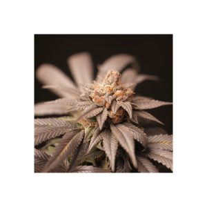 CherryTini - Perfect Tree - reguläre Samen