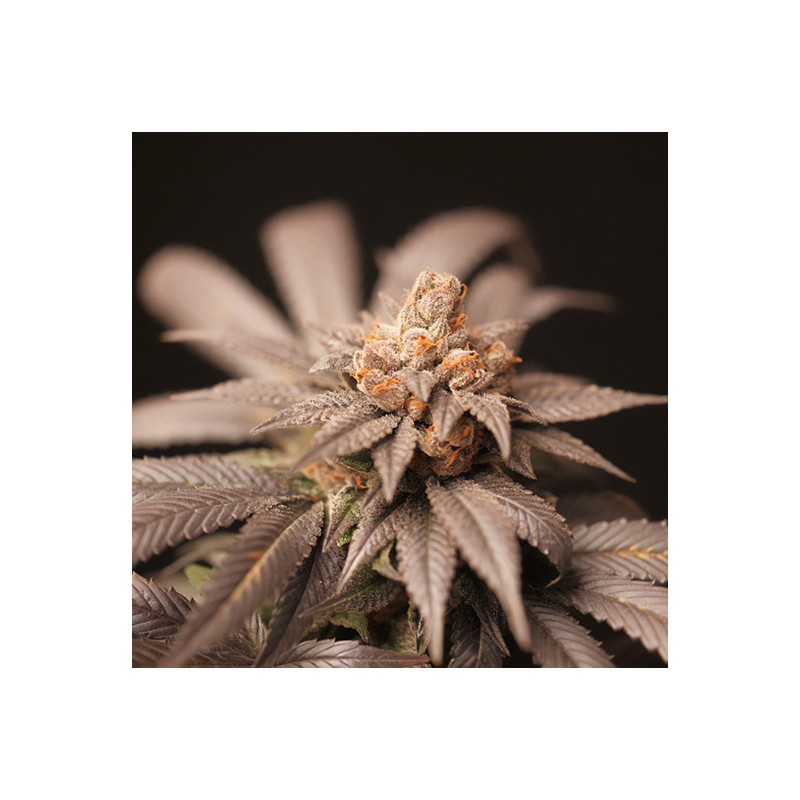 CherryTini - Perfect Tree - reguläre Samen