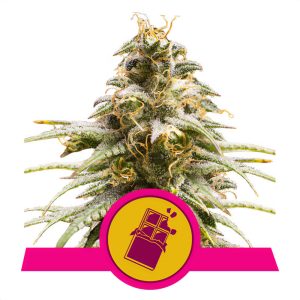 Chocolate Haze - Royal Queen Seeds - feminisierte Samen