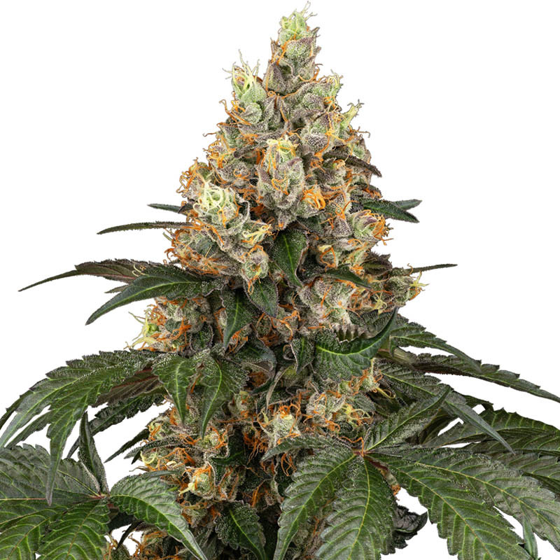 Chocolate Rainbow XXL - Sensi Seeds - feminisierte Samen