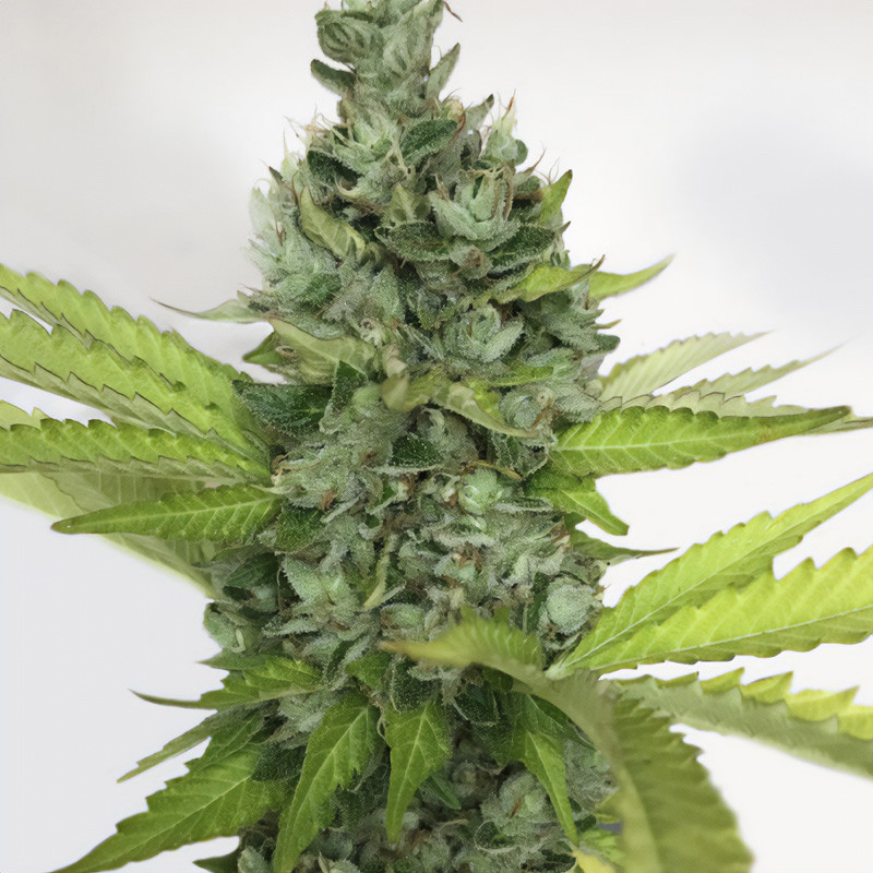 Citron Givré feminisierte Cannabissamen, Ansicht 3