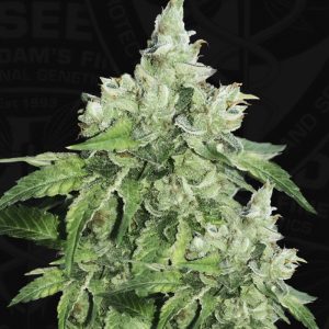 Citron Givré - TH Seeds - feminisierte Samen