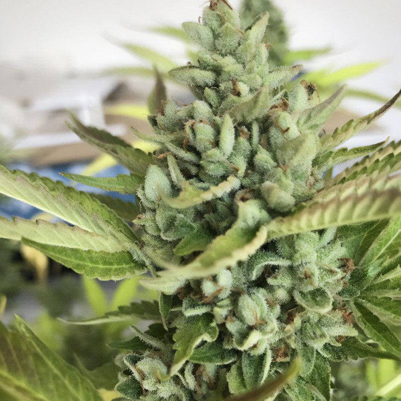 Citron Givré feminisierte Cannabissamen, Ansicht 4
