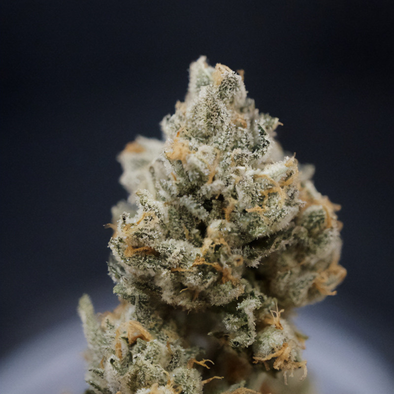 Citron Givré feminisierte Cannabissamen, Ansicht 5