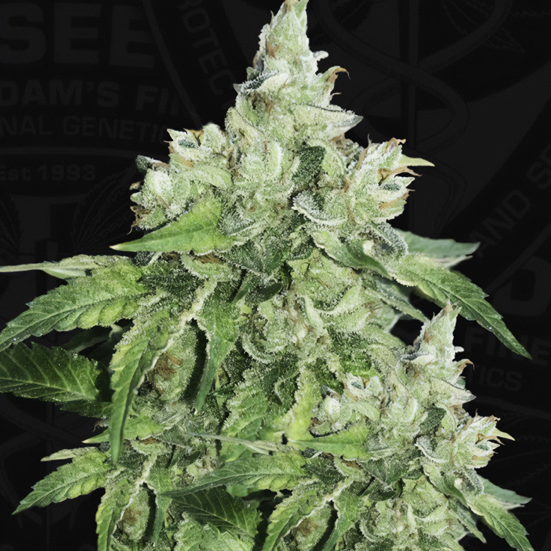 Citron Givré - TH Seeds - feminisierte Samen