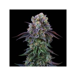 Coconut Cream - Perfect Tree - feminisierte Samen