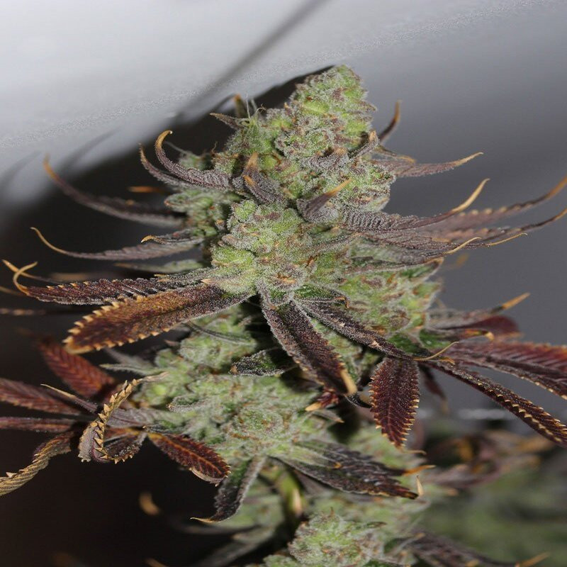 Conspiracy Kush feminisierte Cannabissamen, Ansicht 2