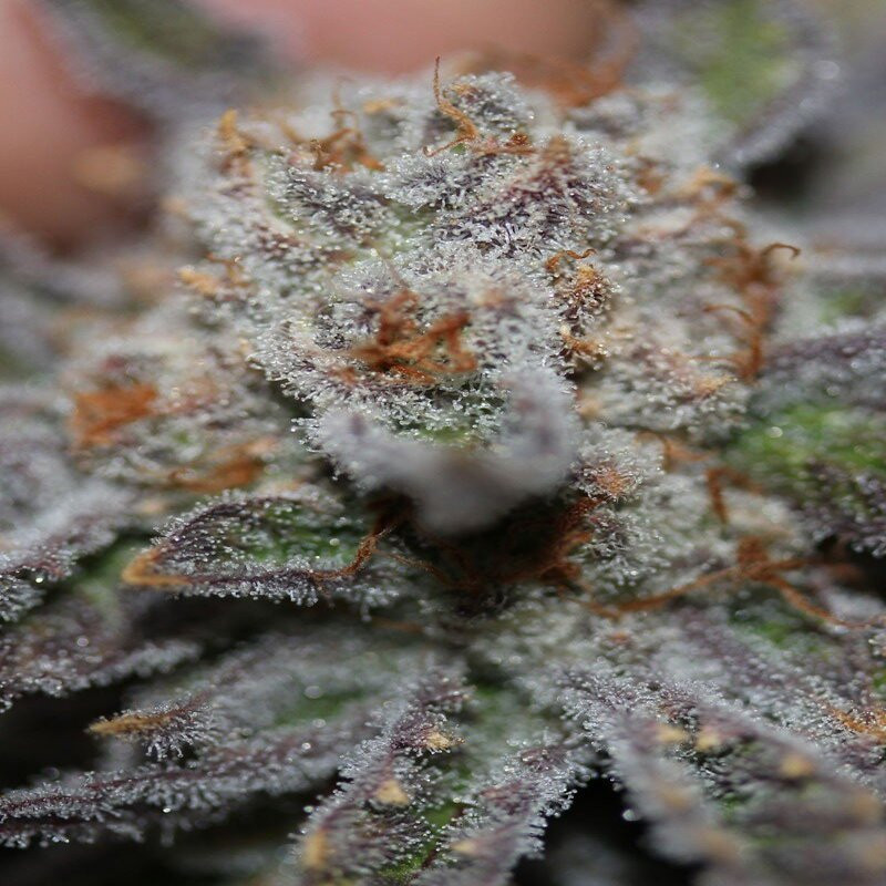Conspiracy Kush feminisierte Cannabissamen, Ansicht 3