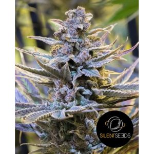 Cookielato - Silent Seeds - feminisierte Samen