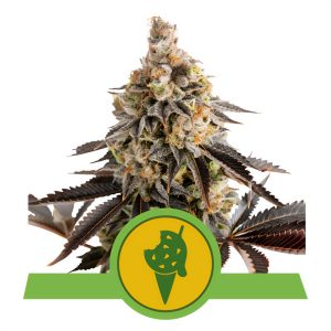 Cookies Gelato - Royal Queen Seeds - Autoflowering Samen
