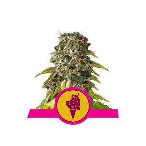 Cookies Gelato - Royal Queen Seeds - feminisierte Samen