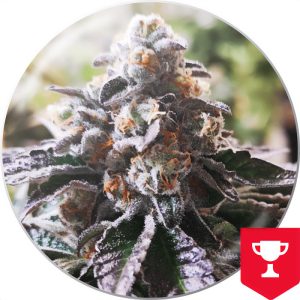 Cookies Purple Punch - Medical Seeds - feminisierte Samen