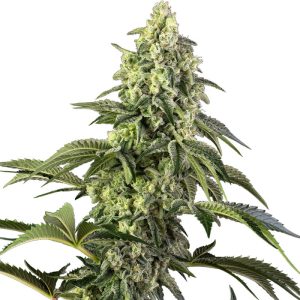 Cosmic Kiss - Sensi Seeds - feminisierte Samen