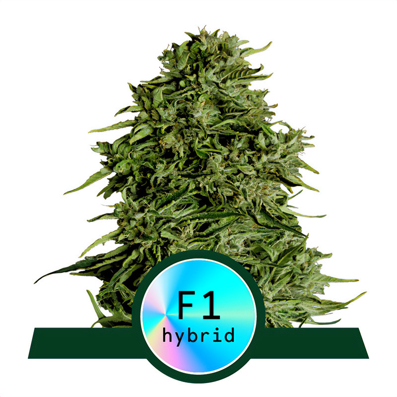 Cosmos F1 CBD Cannabissamen kaufen