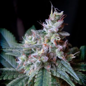 Cream Caramel - Sweet Seeds - feminisierte Samen