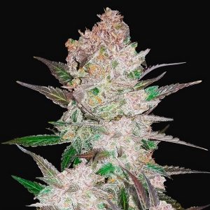Cream Cookies Auto - FastBuds - Autoflowering Samen