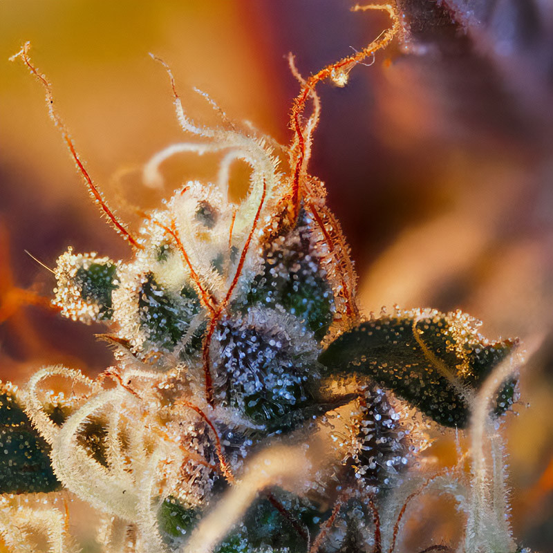Cream Mandarine XL Auto autoflowering Cannabissamen, Ansicht 2