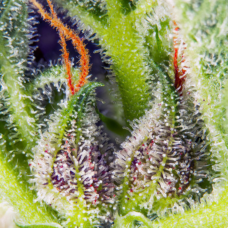 Cream Mandarine XL Auto autoflowering Cannabissamen, Ansicht 3