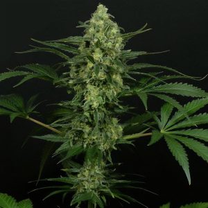 Criminal Plus - Ripper Seeds - feminisierte Samen