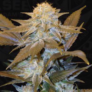 Critical Hog - TH Seeds - feminisierte Samen