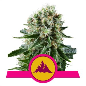 Critical Kush - Royal Queen Seeds - feminisierte Samen
