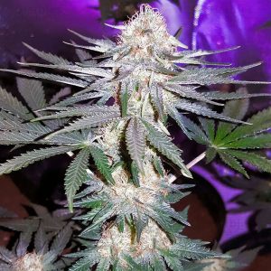 Critical Plus feminisierte Cannabissamen kaufen