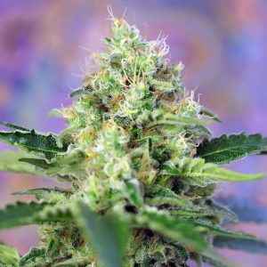 Crystal Candy - Sweet Seeds - feminisierte Samen