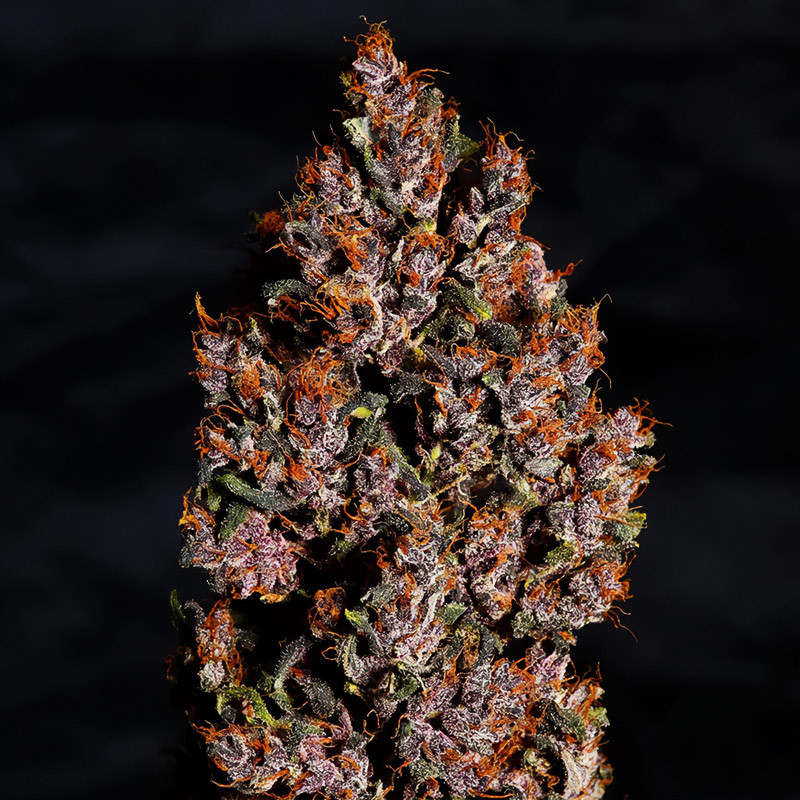 Crystal Meth Auto autoflowering Cannabissamen, Ansicht 2