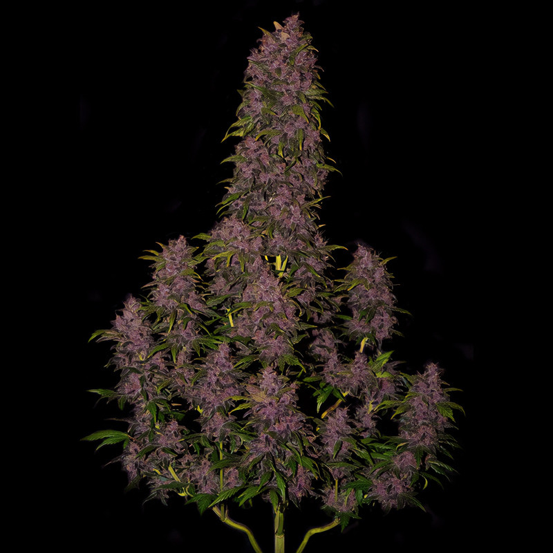 Crystal Meth Auto autoflowering Cannabissamen, Ansicht 3
