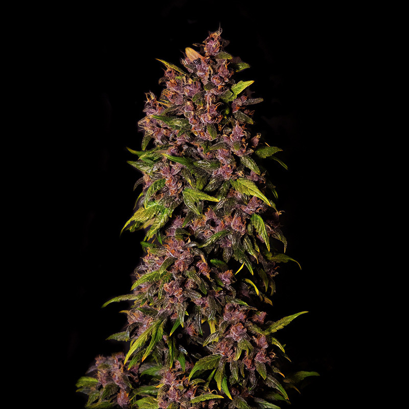 Crystal Meth Auto - FastBuds - Autoflowering Samen