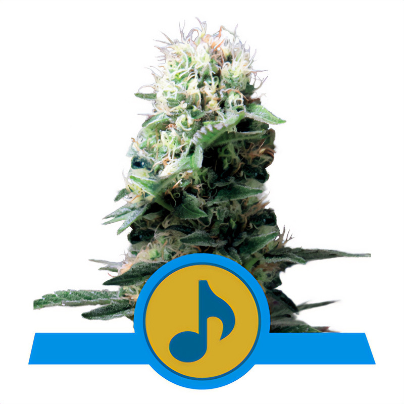 Dance World CBD Cannabissamen kaufen