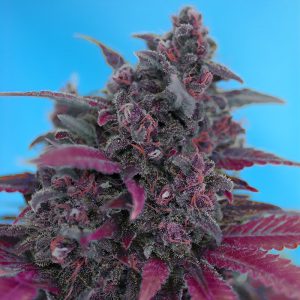 Dark Devil Auto - Sweet Seeds - Autoflowering Samen
