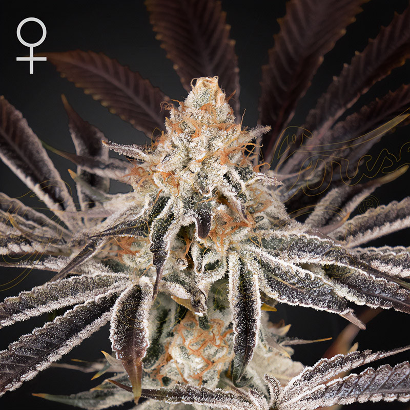 Dark Phoenix - Green House Seeds - feminisierte Samen