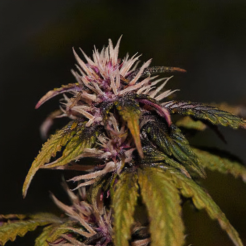 Dark Rose Cbd Auto Elite Seeds CBD Cannabissamen, Ansicht 2