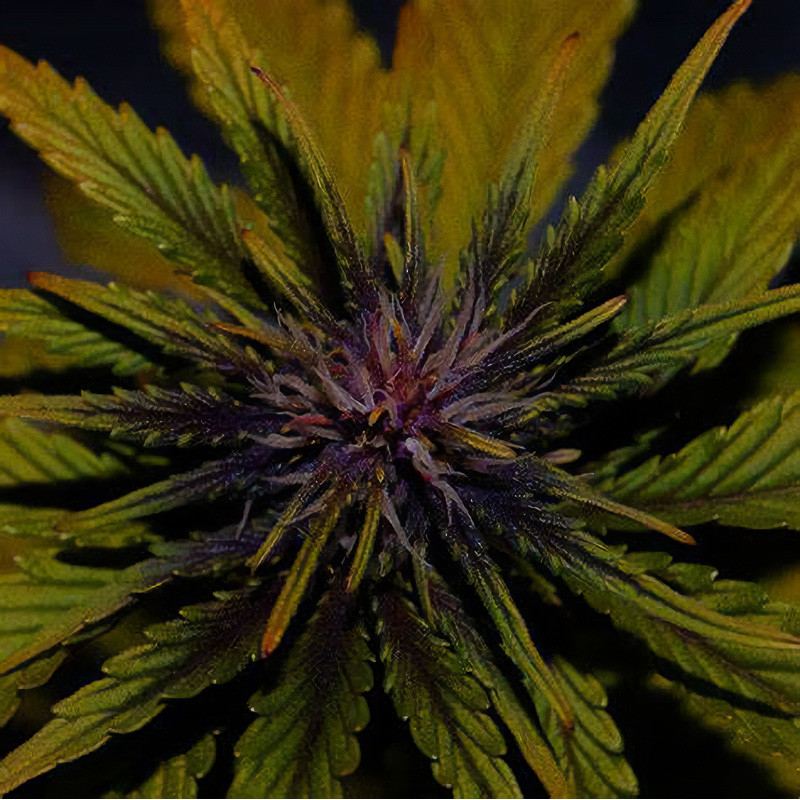 Dark Rose CBD Auto - Elite Seeds - Samen