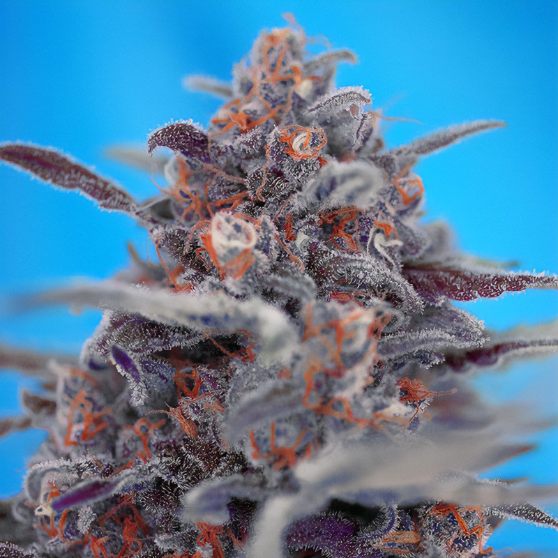 Devil Cream Auto - Sweet Seeds - Autoflowering Samen