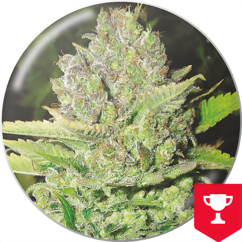 Devil Fruit - Medical Seeds - feminisierte Samen