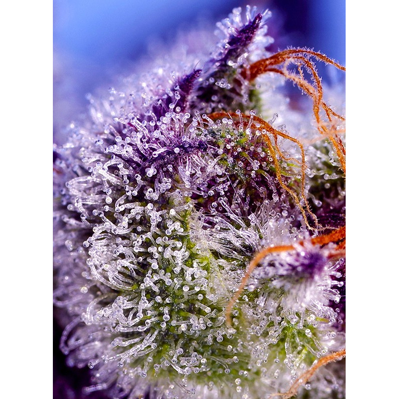Diablo's Delight XL Auto autoflowering Cannabissamen, Ansicht 2