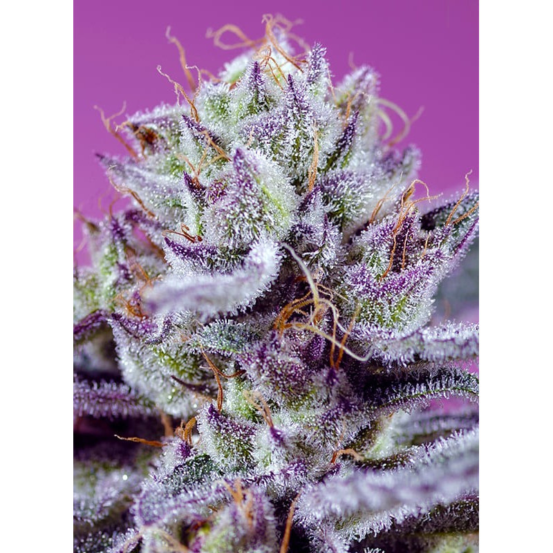 Diablo's Delight XL Auto - Sweet Seeds - Autoflowering Samen