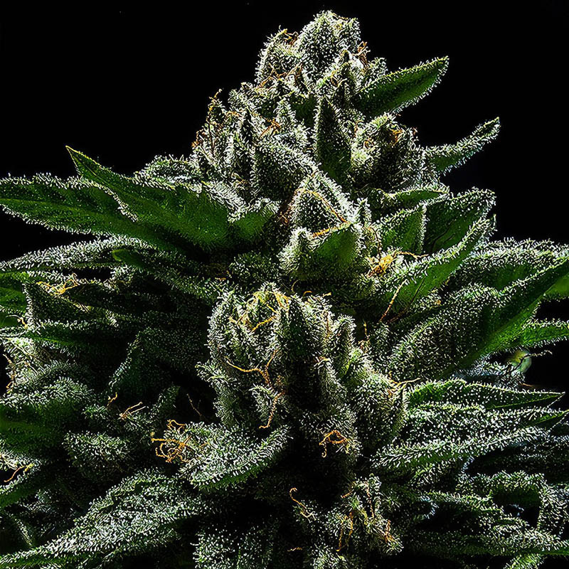 DO-G - Ripper Seeds - feminisierte Samen