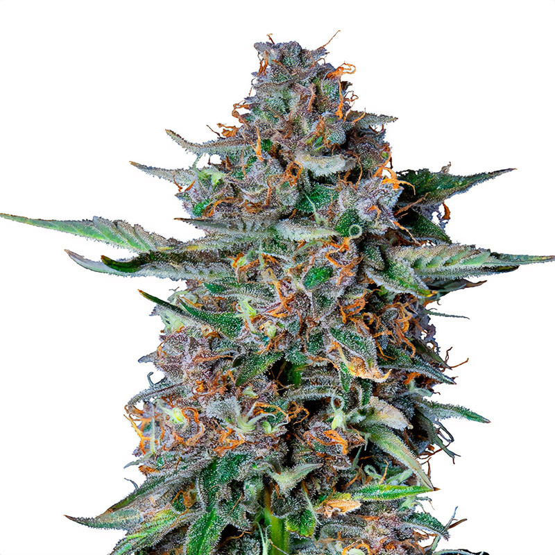 Do Si Dos Royal Queen Seeds Autoflowering Cannabissamen, Ansicht 2