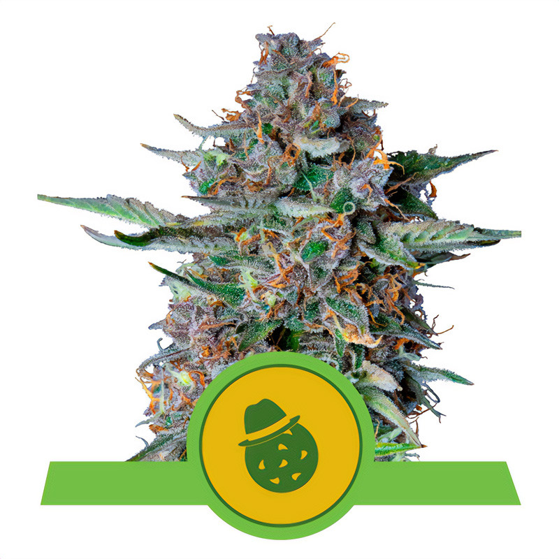 Do-Si-Dos - Royal Queen Seeds - Autoflowering Samen