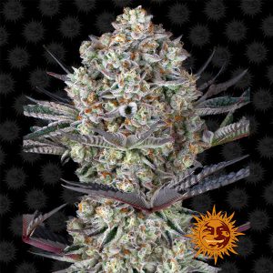 Dos-Si-Dos 33 - Barney's Farm - feminisierte Samen