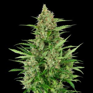 Double Kush Cake Auto - Sensi Seeds - Autoflowering Samen