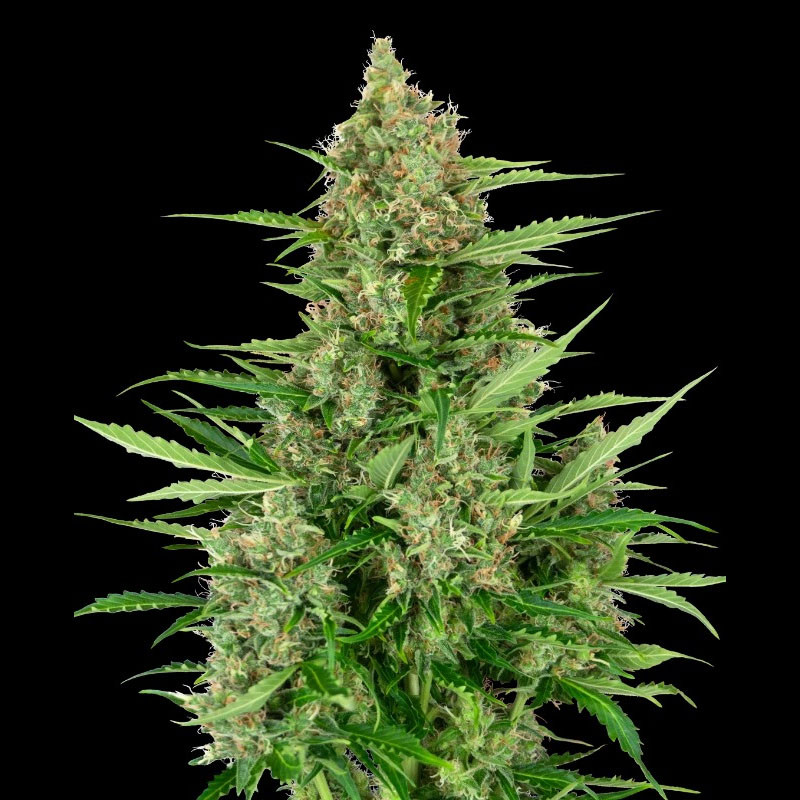 Double Kush Cake Auto - Sensi Seeds - Autoflowering Samen